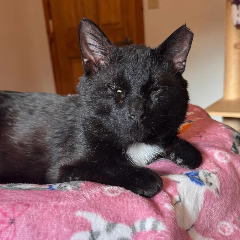 An adult large-sized male Black American Shorthair cat named Asher for adoption in Brighton, MO