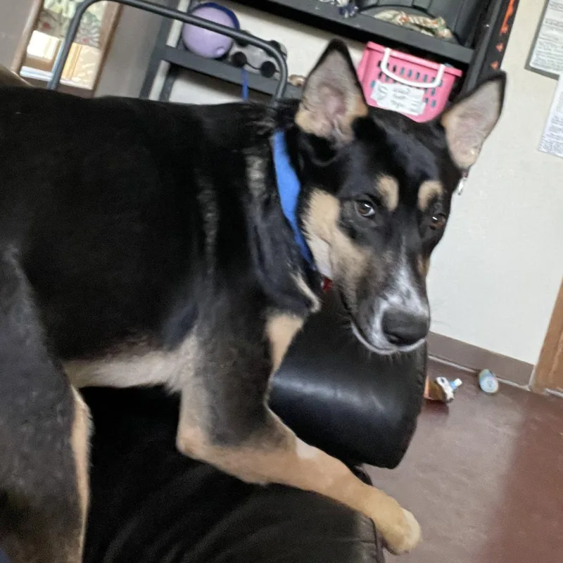 An adult large-sized male Husky dog named Poo Fighter for adoption in Fargo, ND