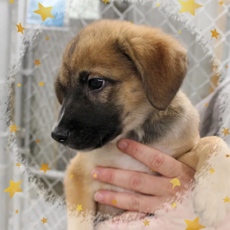 A baby medium-sized male Brown / Chocolate Mixed Breed dog named Denver for adoption in Amelia, OH