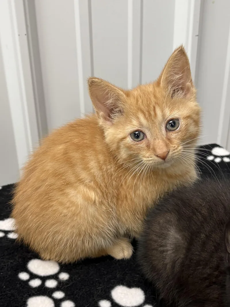 A baby medium-sized male American Shorthair cat named Chief for adoption in Big Rapids, MI