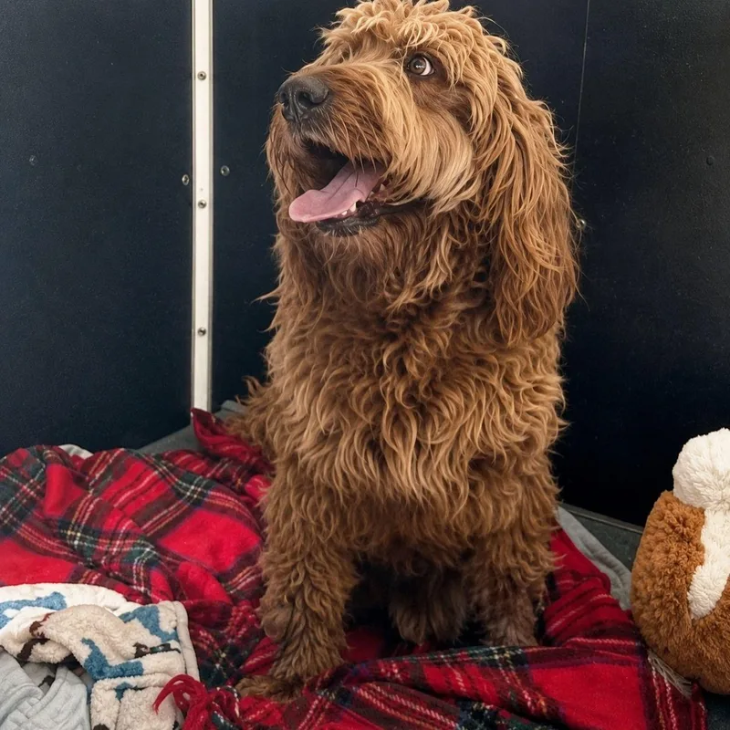 An adult medium-sized male Golden Poodle dog named Chewbacca for adoption in Plain City, OH