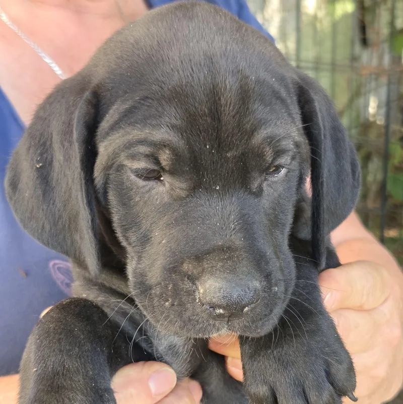 A baby medium-sized male Black Vizsla dog named Newt for adoption in Albany, NY