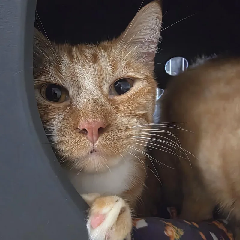 An adult large-sized male Domestic Short Hair cat named Garfield for adoption in Oshkosh, WI