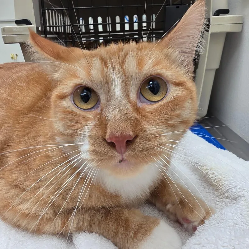 Garfield thumbnail 2