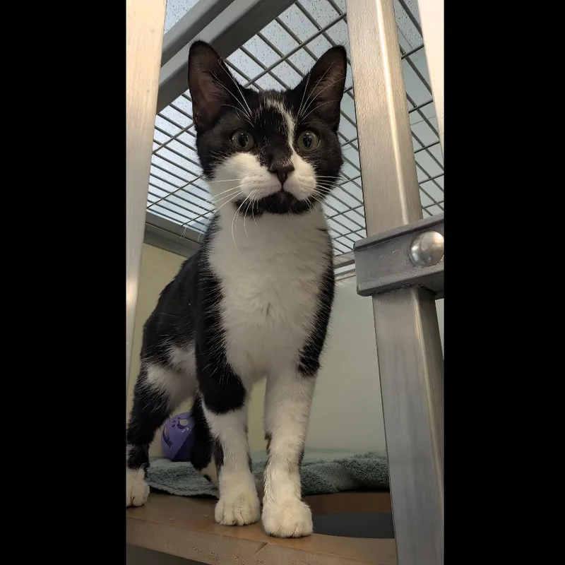 A young medium-sized male Domestic Short Hair cat named Lucas for adoption in Birdsboro, PA