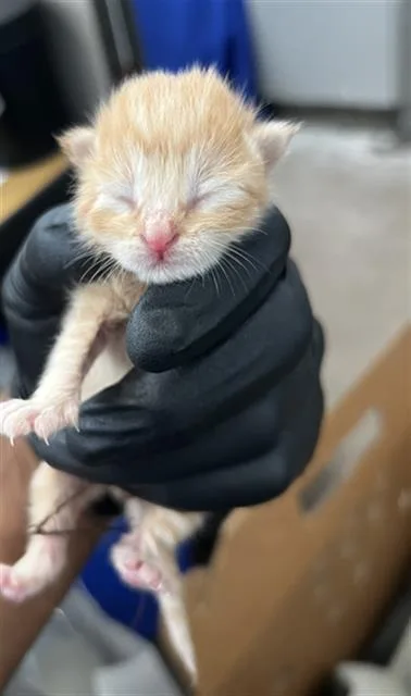 A baby medium-sized male Domestic Medium Hair cat named George for adoption in Dallas, TX