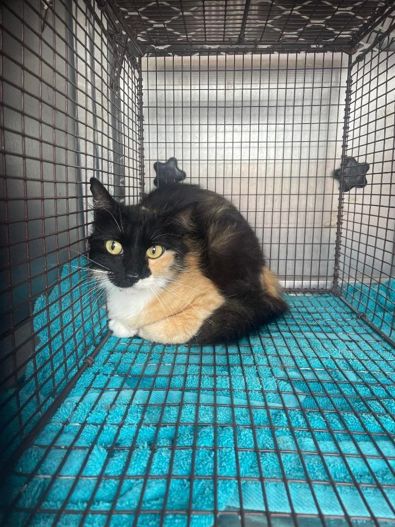 A young medium-sized female Domestic Medium Hair cat named Arty for adoption in New Braunfels, TX