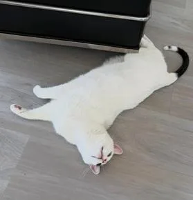 A senior large-sized male White Domestic Short Hair cat named Percy for adoption in San Francisco, CA