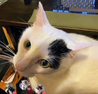 Percy thumbnail 2