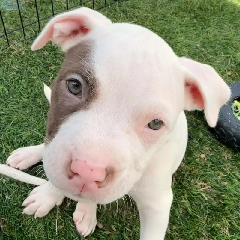 A baby medium-sized male White / Cream Pit Bull Terrier dog named Dugan for adoption in Normal, IL