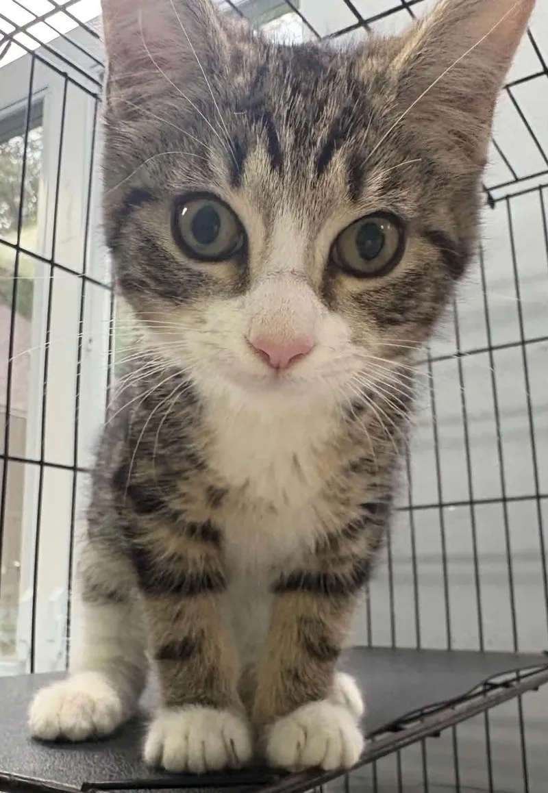 A young medium-sized male Domestic Short Hair cat named Jasper for adoption in Covington, VA