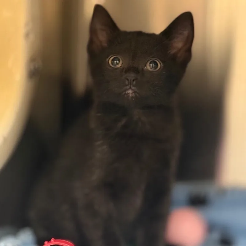 A baby small-sized female Domestic Short Hair cat named Fanta for adoption in Bedford, NH