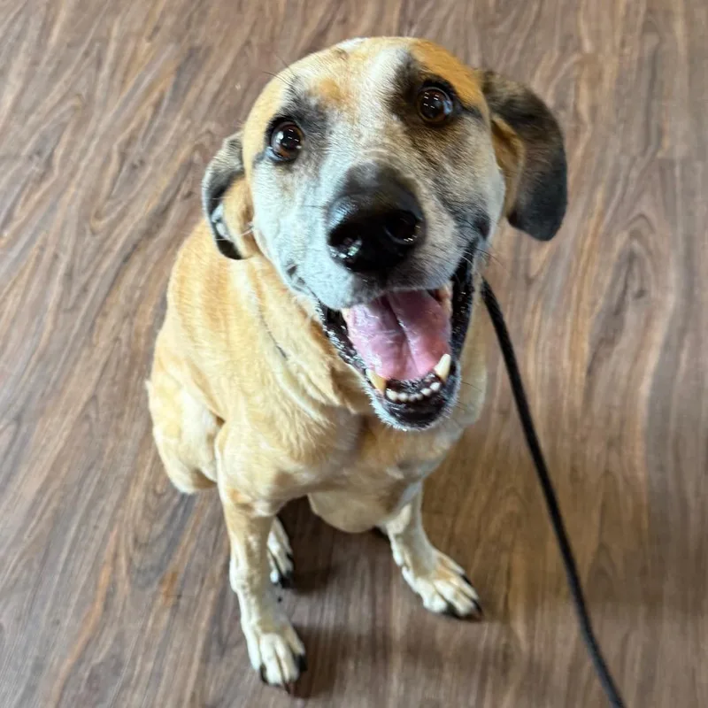 Vixen Aka Luna thumbnail 2