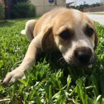 Vixen Aka Luna thumbnail 3