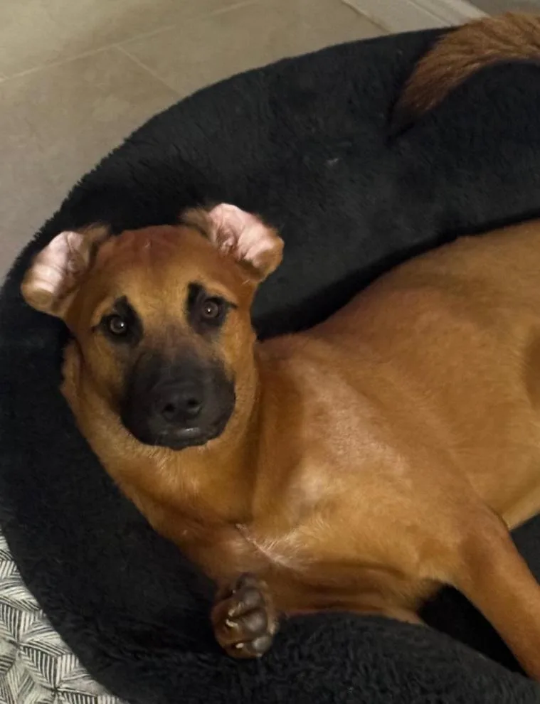 A baby medium-sized male Tricolor (Brown, Black, & White) Labrador Retriever dog named Super cool Axel for adoption in Houston, TX