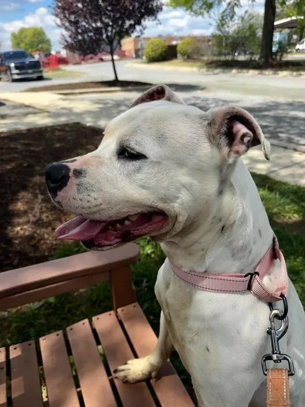 An adult medium-sized female Pit Bull Terrier dog named Salsa for adoption in Millersville, MD