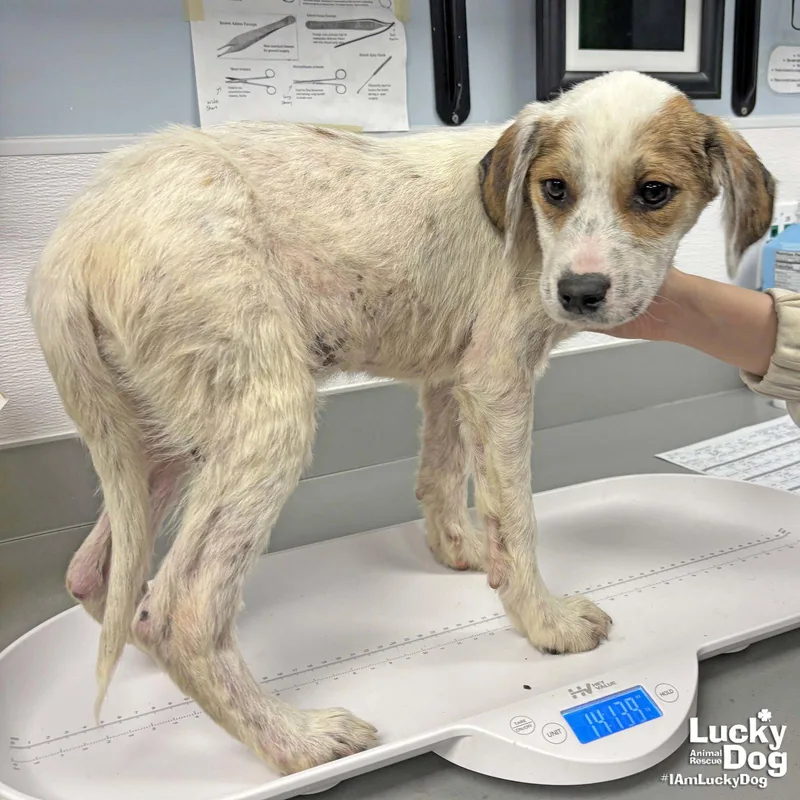 A baby medium-sized male Australian Cattle Dog / Blue Heeler dog named Sky for adoption in Washington, DC