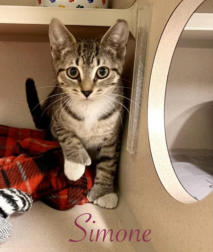 A baby medium-sized female Tabby (Brown / Chocolate) Tabby cat named Simone for adoption in New Rochelle, NY