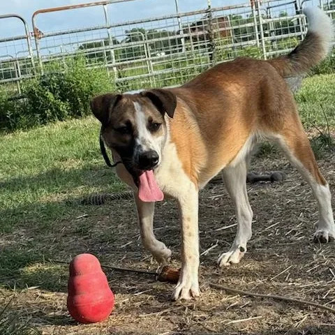 Maximus