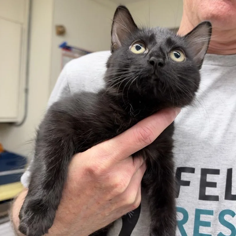 A baby small-sized female Black Domestic Short Hair cat named Shinji for adoption in Colorado Springs, CO