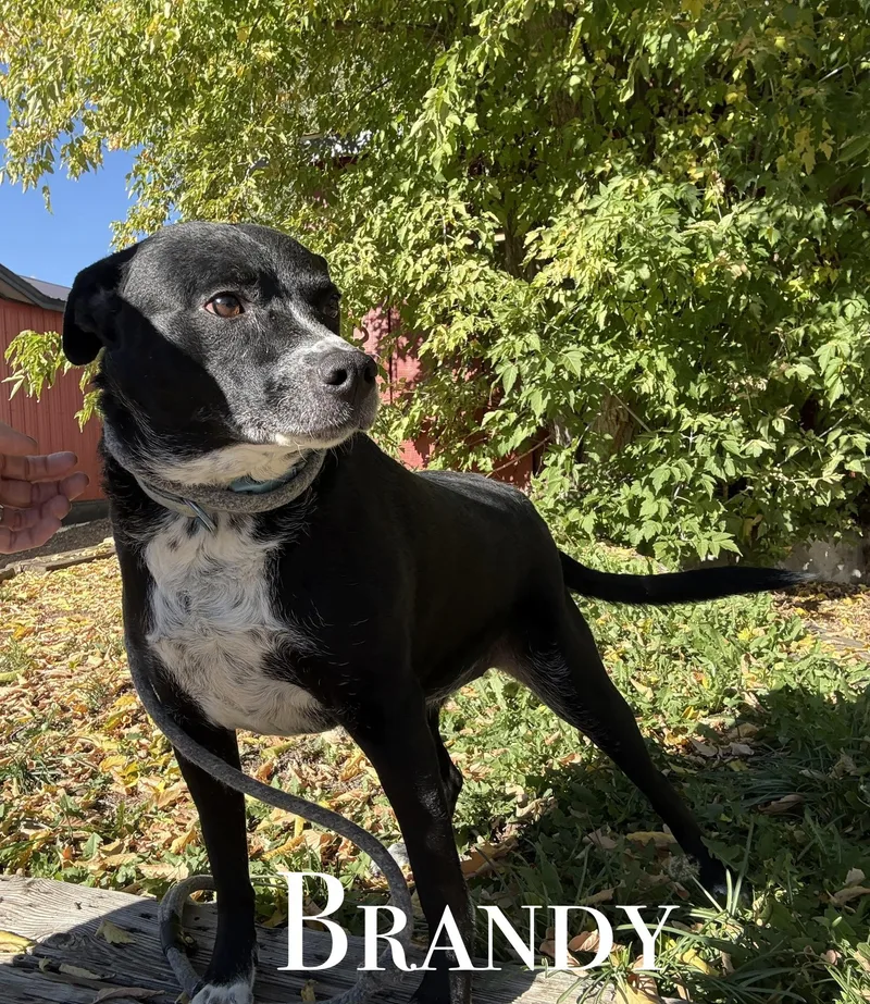An adult medium-sized female Mixed Breed dog named Brandy for adoption in Craig, CO