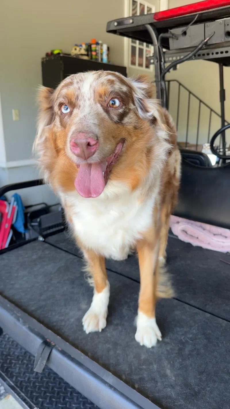 An adult medium-sized female Merle (Red) Australian Shepherd dog named Hello Dolly for adoption in Watertown, CT