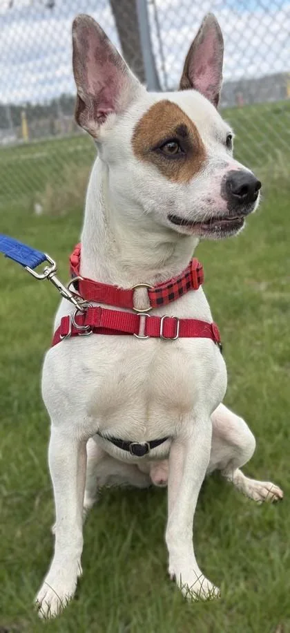 An adult medium-sized male Terrier dog named Spot for adoption in Baraboo, WI