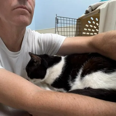 An adult medium-sized male Black Domestic Short Hair cat named Peakie for adoption in League City, TX