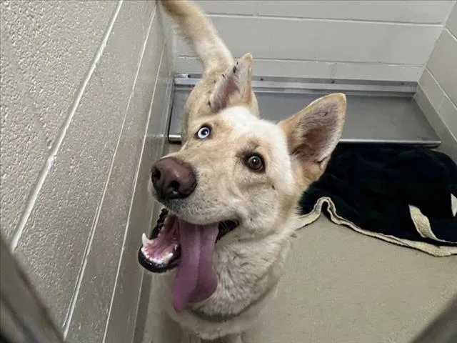 An adult large-sized male Husky dog named Lobo for adoption in Chapel Hill, NC