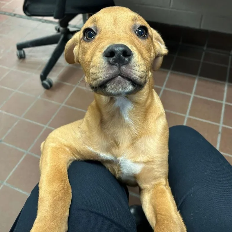 Franklin D thumbnail 3