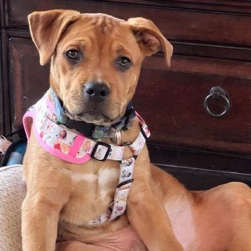 Franklin D thumbnail 4