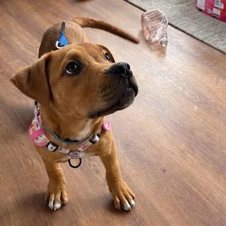 Franklin D thumbnail 5