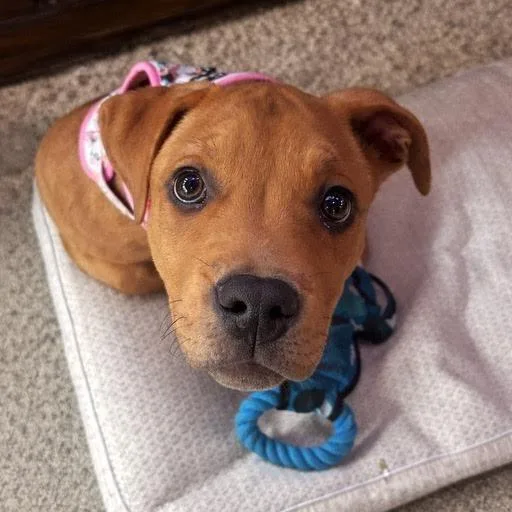 Franklin D thumbnail 6