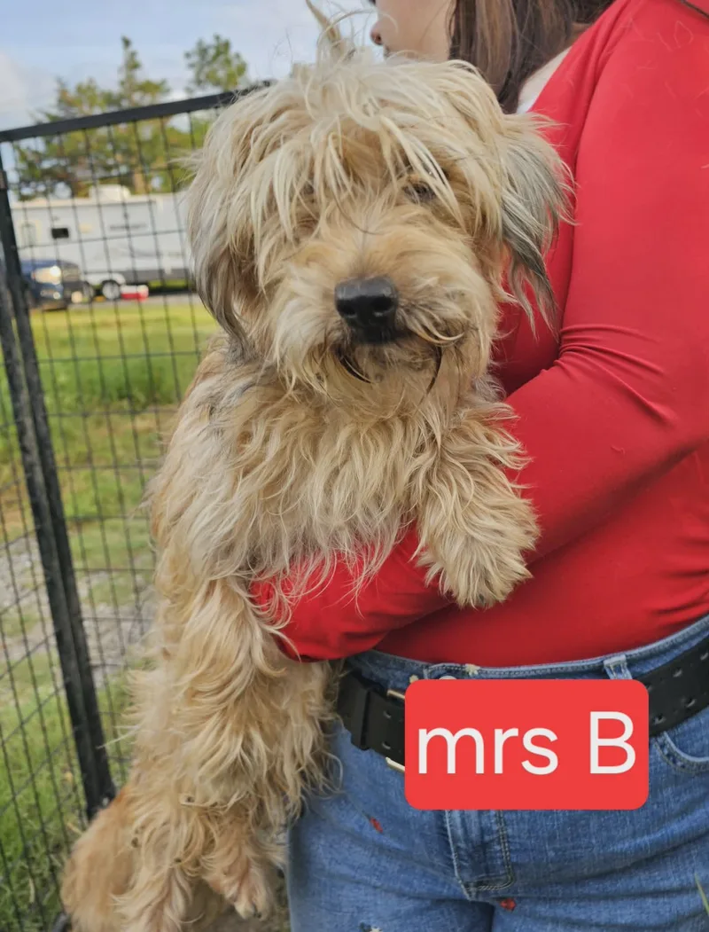 A young small-sized female Yorkshire Terrier dog named Mrs. B for adoption in Fort Worth, TX