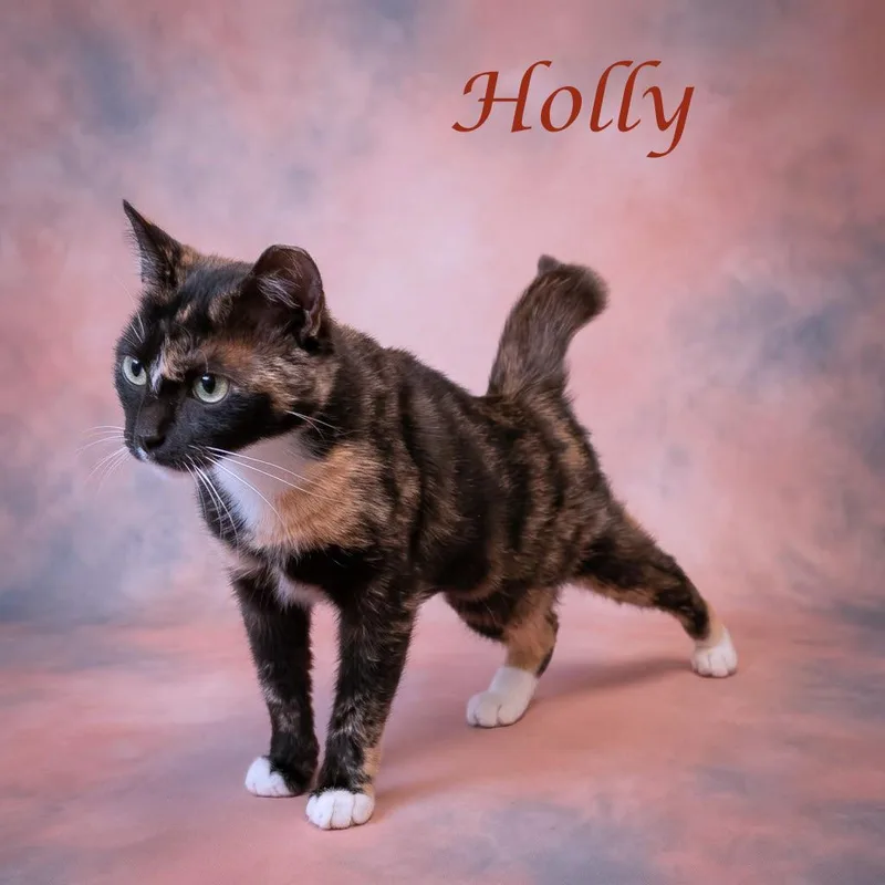 A young medium-sized female Tortoiseshell Domestic Short Hair cat named Holly C for adoption in Lebanon, TN