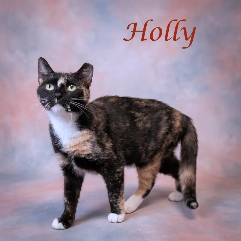 Holly C thumbnail 2