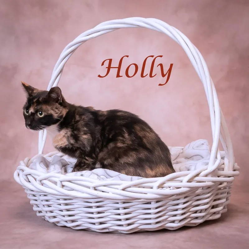 Holly C thumbnail 4