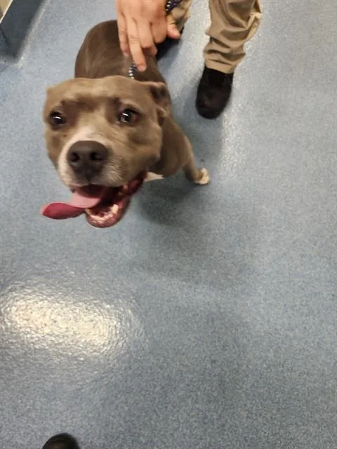 An adult medium-sized female Pit Bull Terrier dog named River for adoption in Pearland, TX
