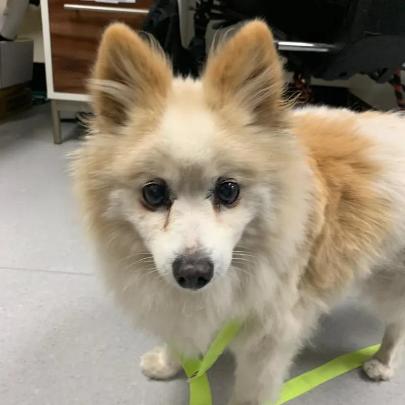 Yankee Candle thumbnail 2