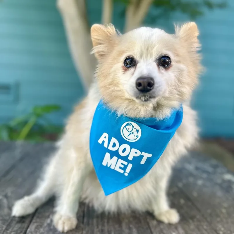 Yankee Candle thumbnail 3