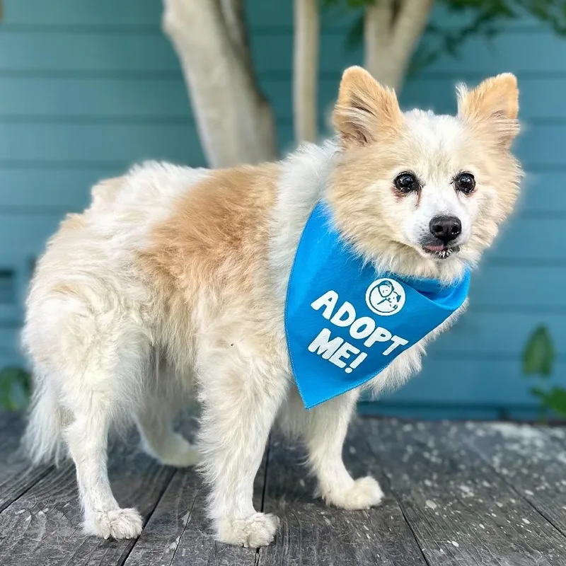 Yankee Candle thumbnail 5