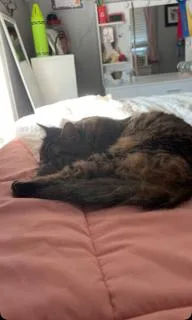 A young medium-sized female Domestic Short Hair cat named Monday for adoption in Melrose, MA