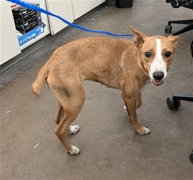 A young medium-sized female Mixed Breed dog named Sadie for adoption in Dallas, TX