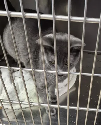 A young medium-sized male Domestic Short Hair cat named Robin for adoption in Decatur, IL