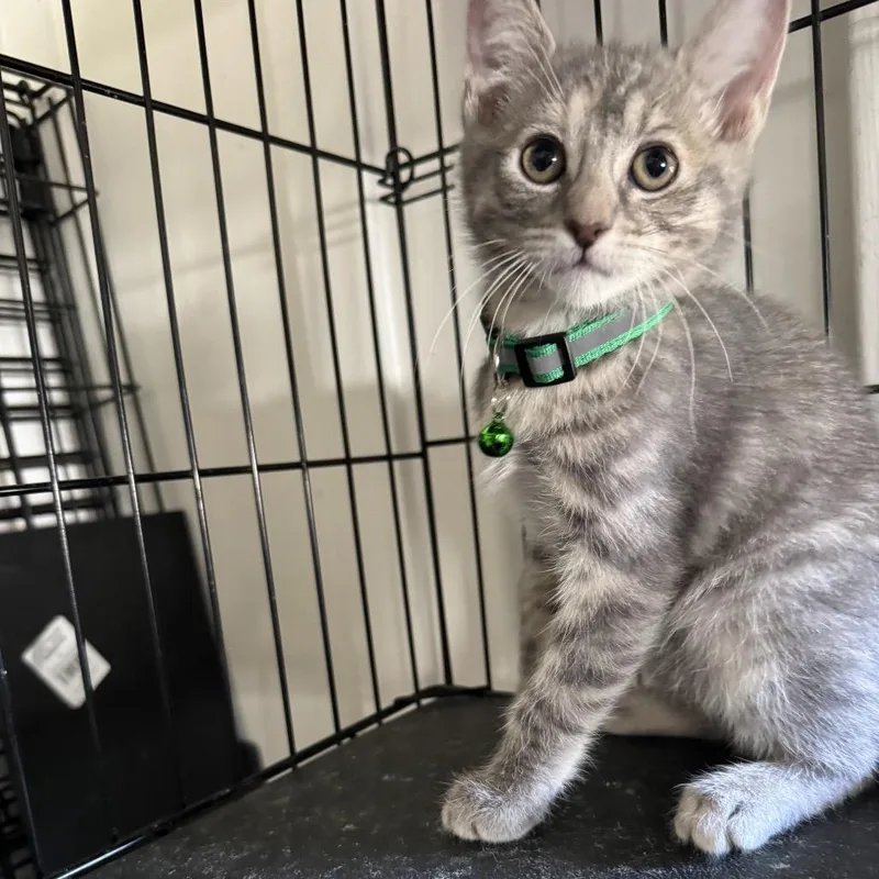 A baby small-sized female Calico Domestic Short Hair cat named Apricot Chino Hills for adoption in Chino Hills, CA