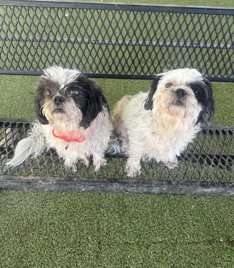 An adult small-sized female Shih Tzu dog named Tawny for adoption in Pipe Creek, TX