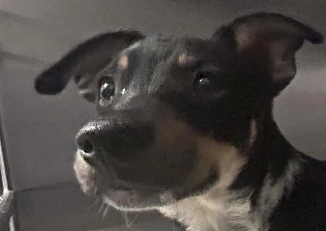 A baby small-sized male Chihuahua dog named Jeff Besitos for adoption in Tucson, AZ
