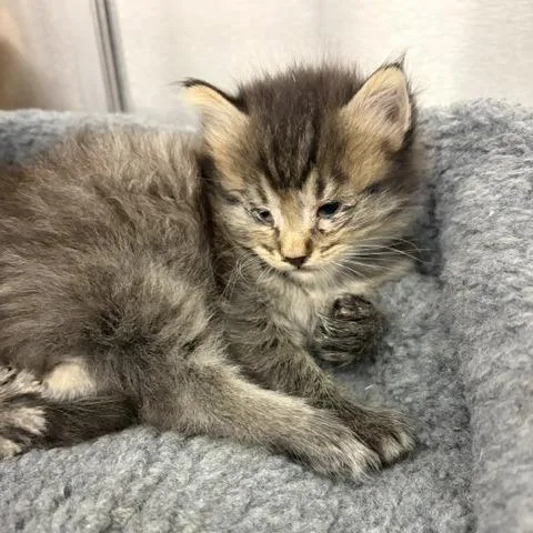 Dr. Abbot thumbnail 2