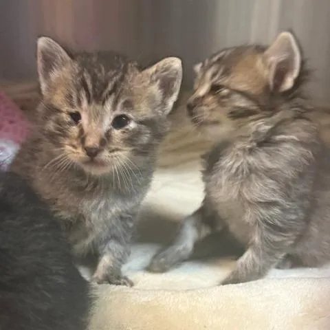 Dr. Abbot thumbnail 3