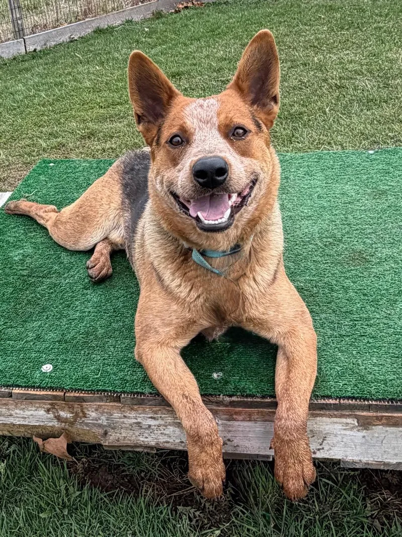 A young medium-sized male Red / Chestnut / Orange Australian Cattle Dog / Blue Heeler dog named Bucky for adoption in Garden City, NY